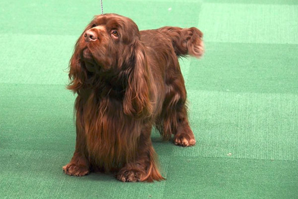 Sussex Spaniel Dog: Sussex S From Westminster Dog Show Day Two Breed