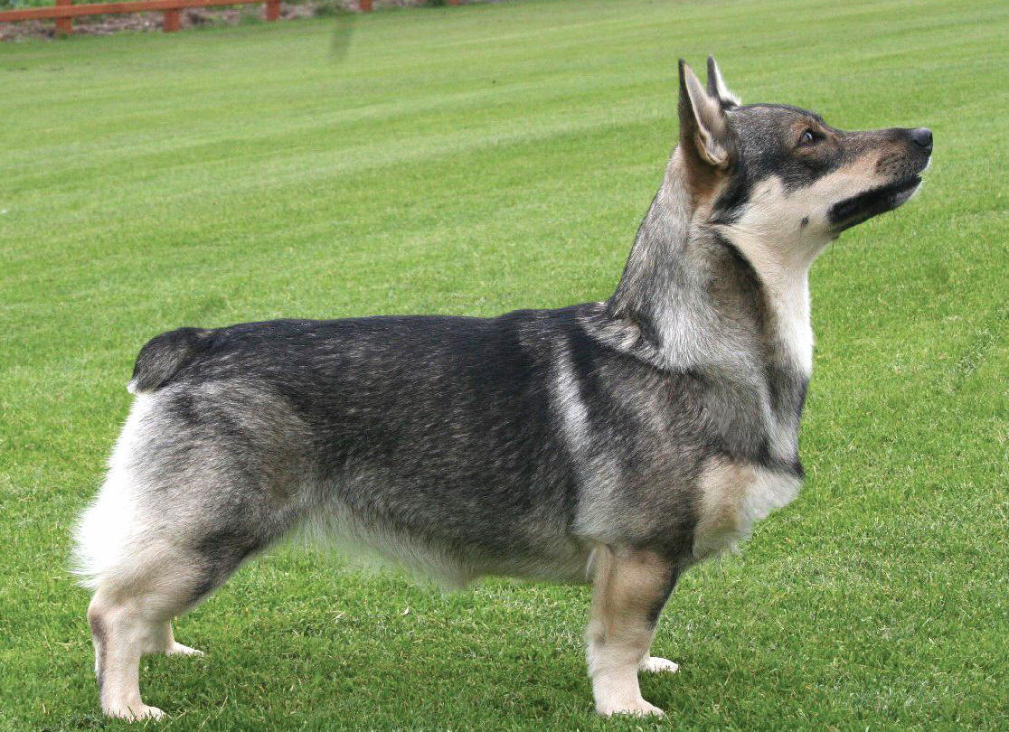 Swedish Vallhund Dog: Swedish Swedish Vallhund Breed