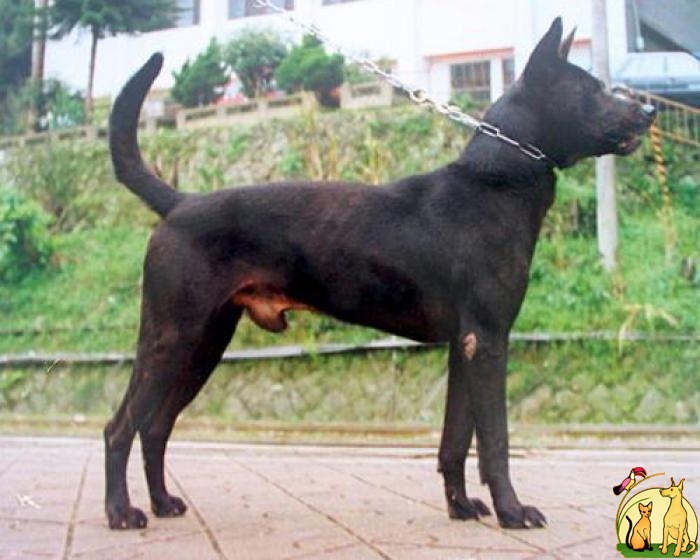 Taiwan Dog: Taiwan Taiwan Dog Breed