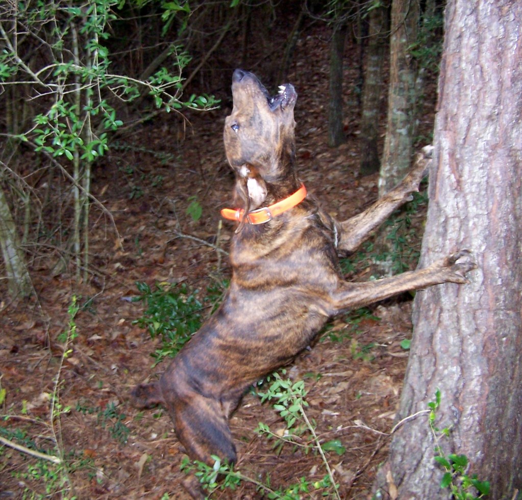 Tennessee Treeing Brindle Dog: Tennessee Barking Tennessee Treeing Brindle Breed