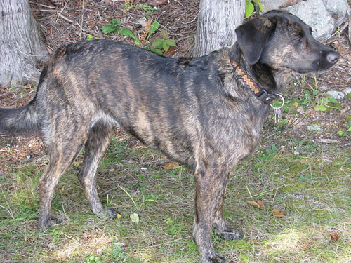 Tennessee Treeing Brindle Dog: Tennessee Open Breed