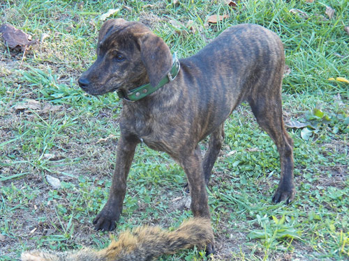 Tennessee Treeing Brindle Dog: Tennessee Pictures Breed