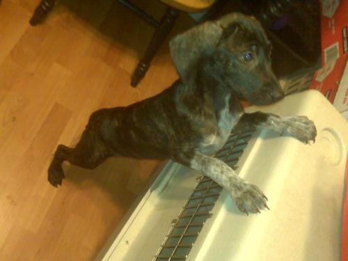 Tennessee Treeing Brindle Puppies: Tennessee Treeing Tennessee Brindle Puppies For Sale Puppy Breeders