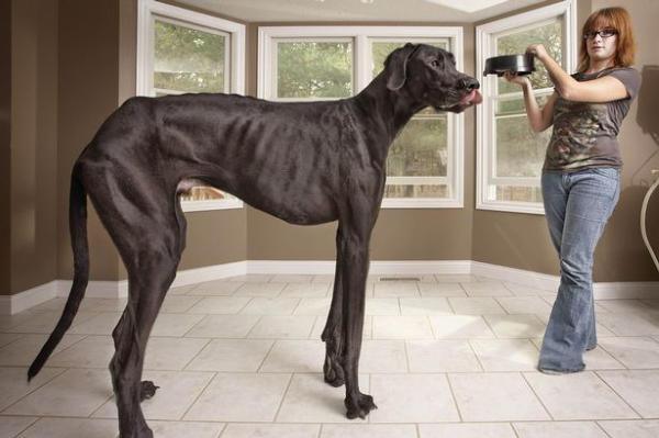 Terceira Mastiff Dog: Terceira Top Maiores Racas De Caes Mundo Breed