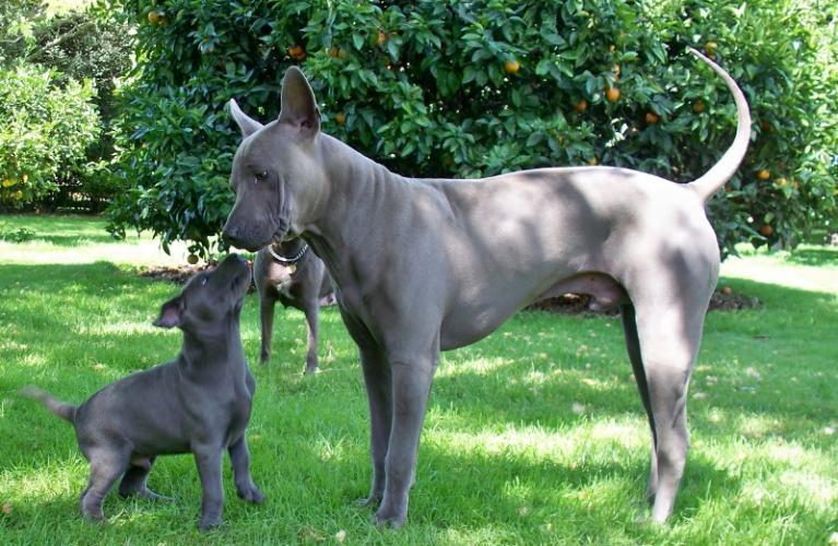 Thai Ridgeback Puppies: Thai Blue Thai Ridgeback Puppies For Sale Breed