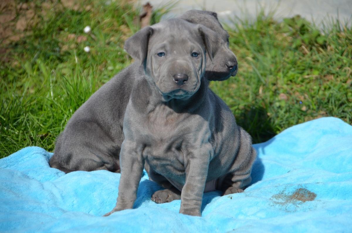Thai Ridgeback Puppies: Thai Thai Ridgeback Puppies For Sale Breed