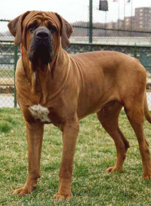Tosa Dog: Tosa Japanese Tosa Breed