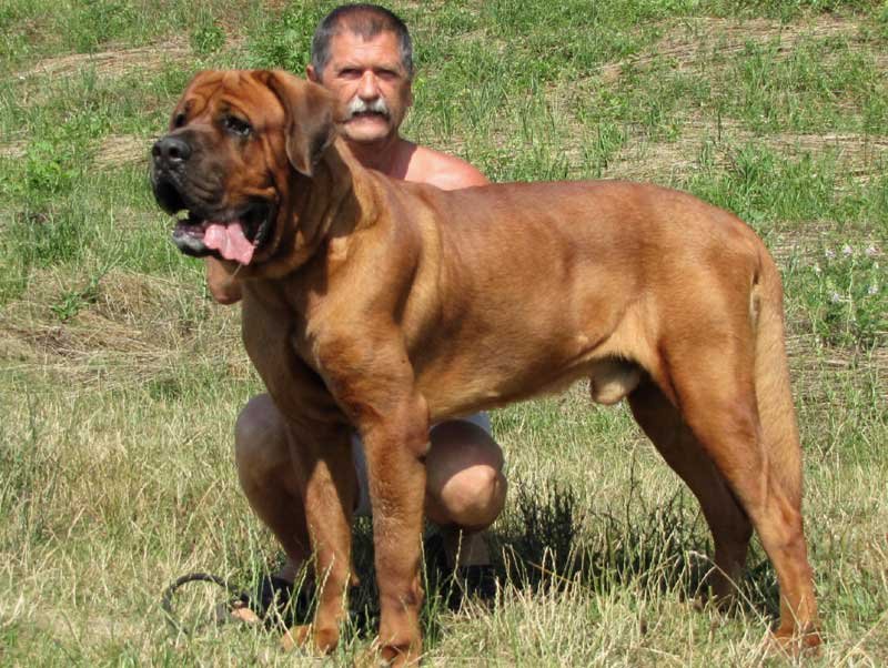 Tosa Dog: Tosa Of The Most Dangerous Dog Breeds That People Cant Resist