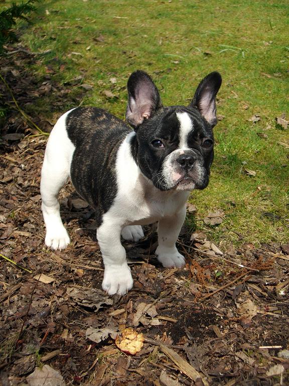 Toy Bulldog Dog: Toy Franskbulldogg Breed