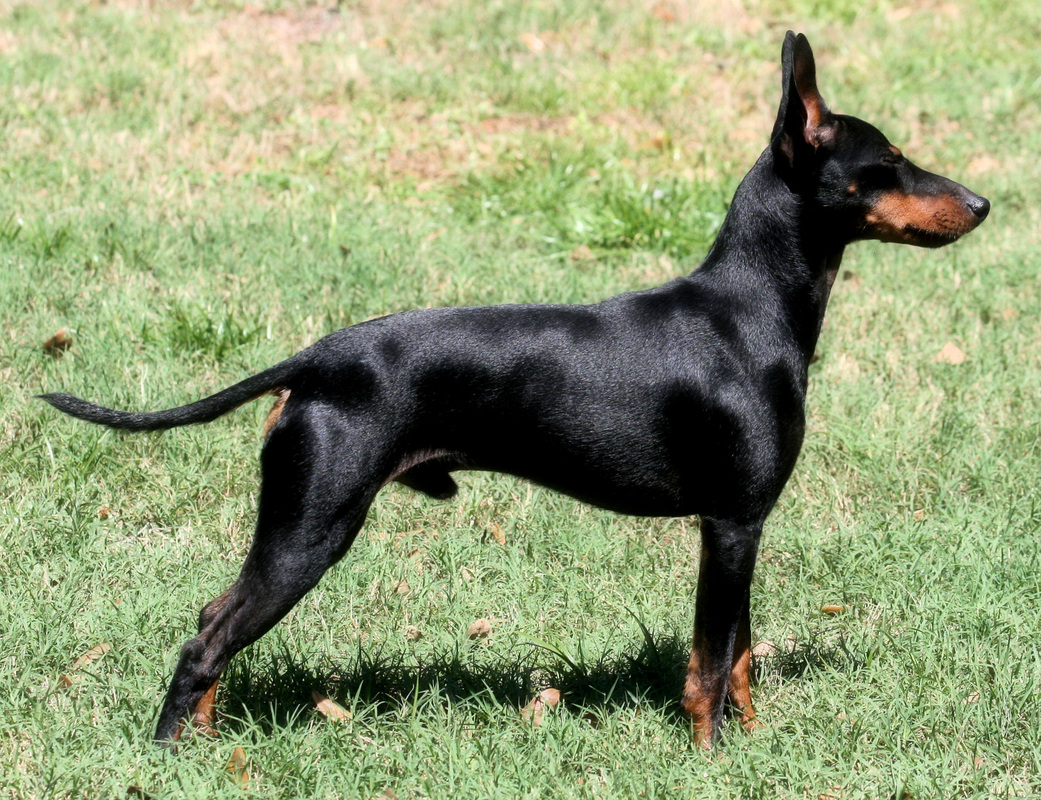 Toy Manchester Terrier Puppies: Toy Harley S Breed