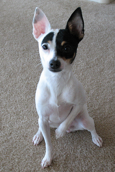 Toy Fox Terrier Dog: Toy Kenzee The Toy Fox Terrier Breed