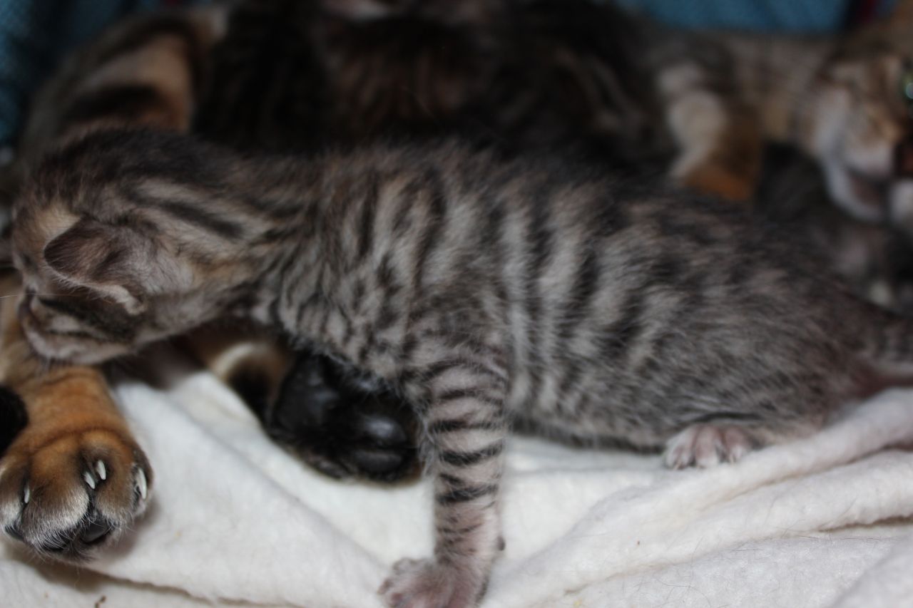 Toyger Cat: Toyger Stunning Full Sbt Toyger Kittens For Sale Littleborough Breed