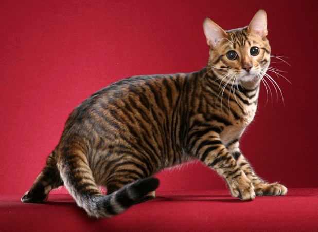 Toyger Cat: Toyger The Toyger Cat Breed