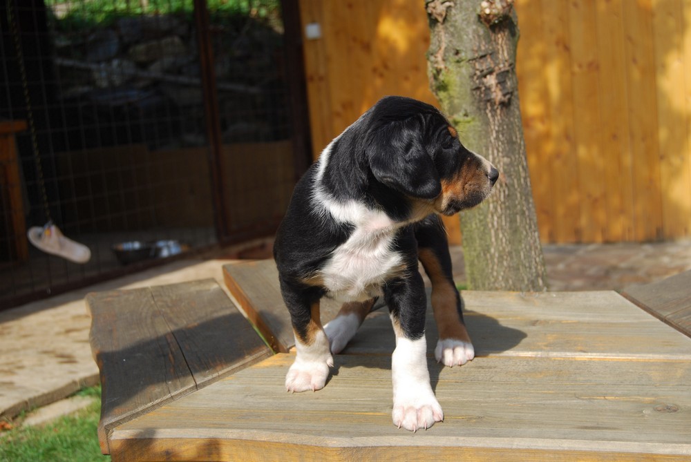 Transylvanian Hound Puppies: Transylvanian Alomang Breed