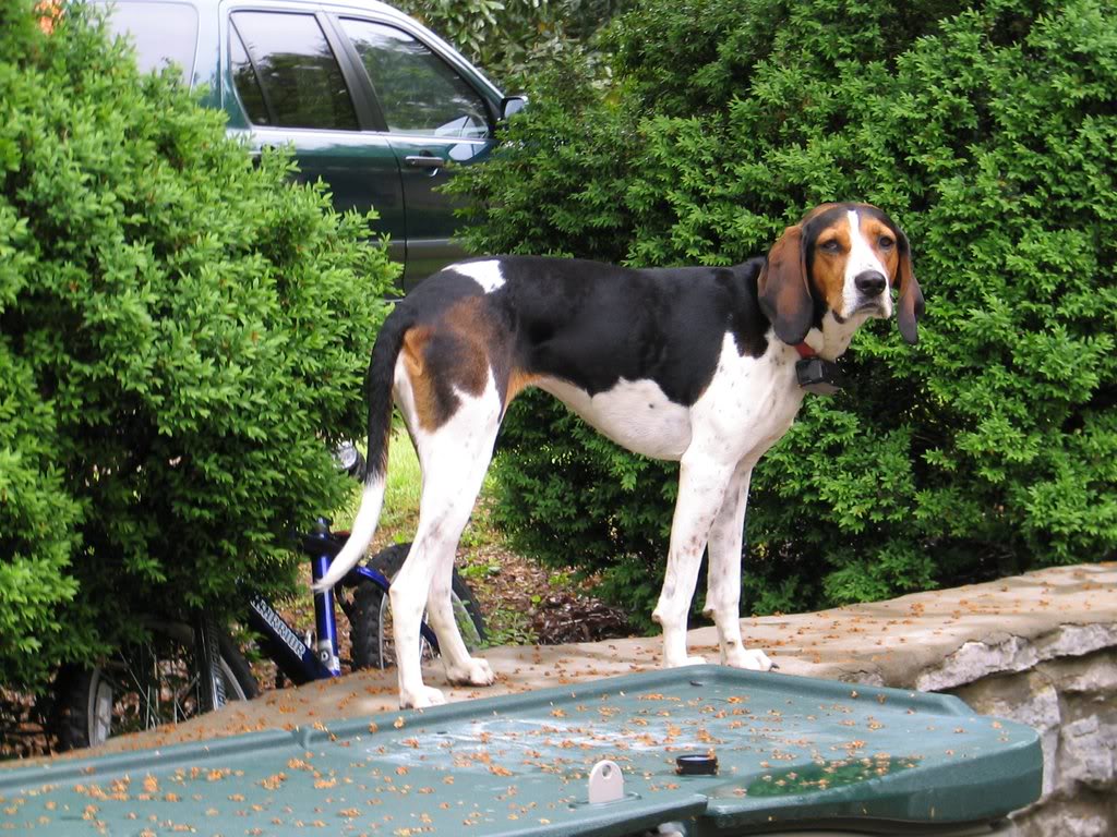Treeing Walker Coonhound Dog: Treeing Breed Profile Tree Walking Coonhound