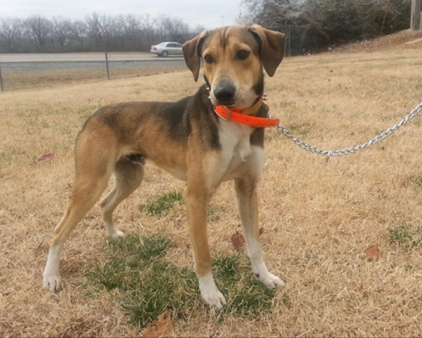 Treeing Cur Dog: Treeing Reilly The Treeing Cur Puppy At Months Old Breed