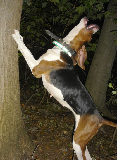 Treeing Walker Coonhound Dog: Treeing The Consummate Hunting Dog The Treeing Walker Coonhound Breed