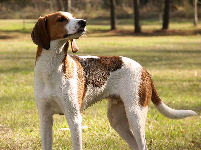 Trigg Hound Puppies: Trigg Treeing Walker Coonhound Breed