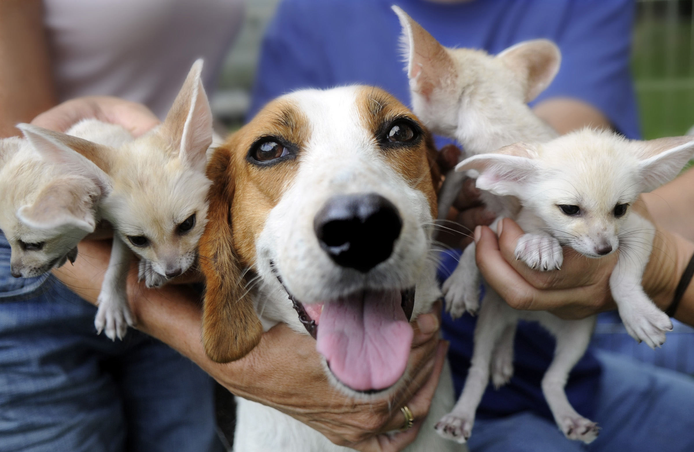 Trigg Hound Puppies: Trigg Versident Breed
