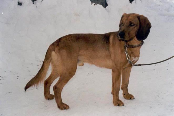 Tyrolean Hound Dog: Tyrolean S Breed