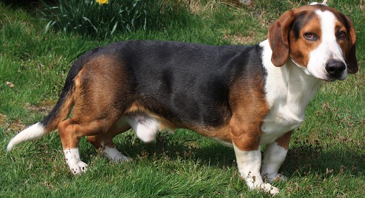 Westphalian Dachsbracke Dog: Westphalian Know About Drever Breed