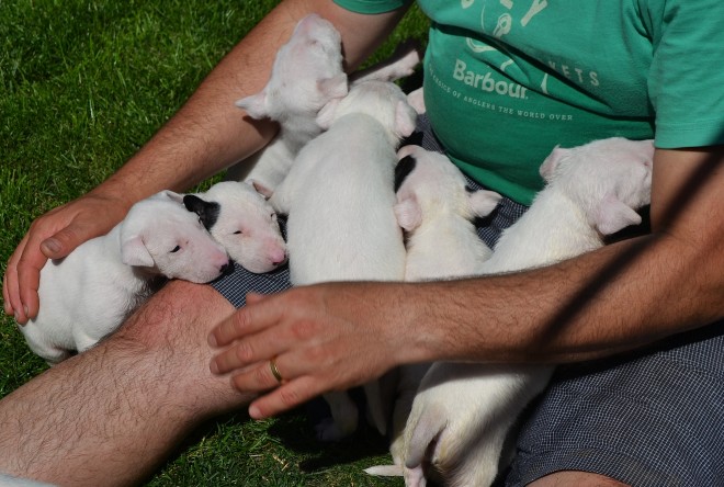 English White Terrier Puppies: White English Bull Terrier Puppies For Sale Colchester Breed