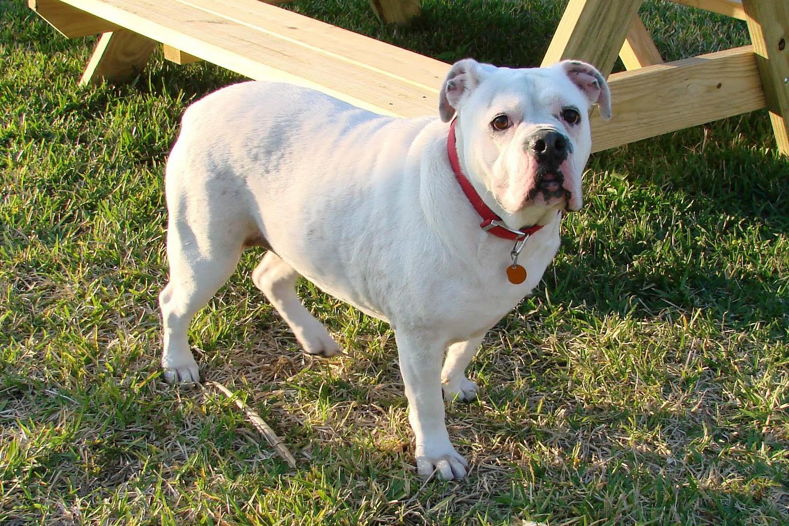 Bulldog Dog: White English Bulldog Breed